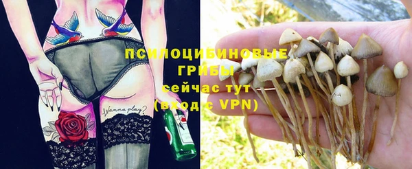 ГАЛЛЮЦИНОГЕННЫЕ ГРИБЫ Аркадак